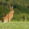 Brown hares could face extinction after mysterious deaths identified as myxomatosis